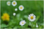 primavera primavera