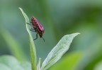 Graphosoma Graphosoma