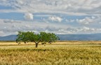 La solitudine dei numeri primi . La solitudine dei numeri primi .