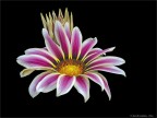 Gazania Gazania