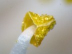 macro spinta macro spinta