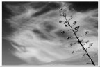 Terra e Aria... Terra e Aria...