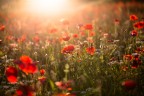 papaveri al tramonto