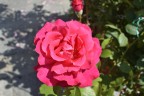 Rosa Rosa