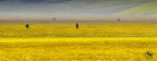 Cercatori....nel giallo! Cercatori....nel giallo!