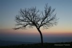 Albero solitario