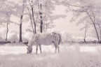 Fairytale Fairytale