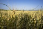 Un mare di..spighe di grano..