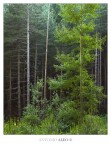 Pioneer of the woods Pioneer of the woods