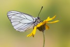 Aporia crataegi Aporia crataegi