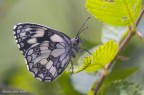 Melanargia galathea Melanargia galathea