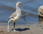 Avocetta Avocetta
