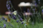 Lavanda Lavanda