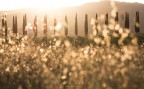 cipressi al tramonto cipressi al tramonto