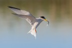 Fraticello con preda Fraticello con preda
