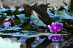 || Fiori e Ninfee || || Fiori e Ninfee ||