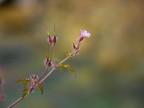 Flora alpina