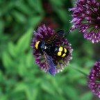 Megascolia Maculata Flavifrons(documento)