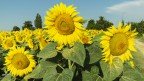 Helianthus... Helianthus...