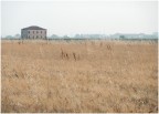 savana padana savana padana