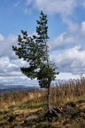 Albero Albero