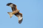 Nibbio reale (Milvus milvus) Nibbio reale (Milvus milvus)