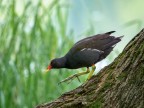 Gallinella Gallinella