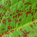 *** Globuli rossi ***