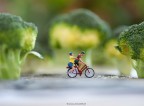 in bici nella foresta tra i broccoli... in bici nella foresta tra i broccoli...