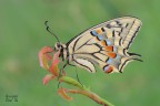 Papilio machaon