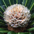 Il fiore della Cycas Il fiore della Cycas