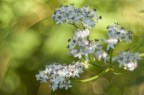 Flowers Flowers