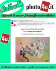 Appunti di macro fotografia naturalistica