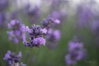 Lavanda_DSC7560