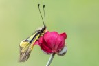 Libelloides Libelloides