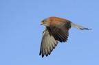 Grillaio (Falco naumanni) Grillaio (Falco naumanni)