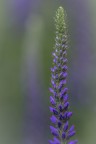 Veronica spicata... Veronica spicata...