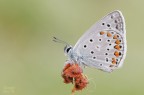 Polyommatus icarus Polyommatus icarus