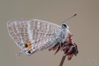 Lampides boeticus Lampides boeticus