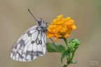 Melanargia galathea Melanargia galathea
