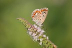 Aricia agestis su Mentha suaveolens Aricia agestis su Mentha suaveolens