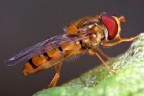 Mosca Mosca