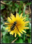 Yellow jacket Yellow jacket