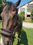 Ulisse Ulisse