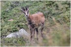 Rupicapra, ovvero Camoscio alpino
