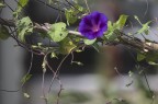 Campanella Campanella