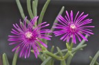 Delosperma Delosperma