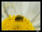 pidocchio su margherita pidocchio su margherita
