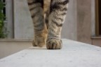 Sfilata felina Sfilata felina