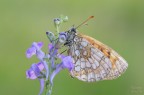 Melitaea varia Melitaea varia
